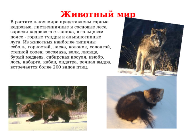 Животный мир В растительном мире представлены горные кедровые, лиственничные и сосновые леса, заросли кедрового стланика, в гольцовом поясе - горные тундры и альпинотипные луга. Из животных наиболее типичны соболь, горностай, ласка, колонок, солонгой, степной хорек, росомаха, волк, лисица, бурый медведь, сибирская косуля, изюбр, лось, кабарга, кабан, ондатра, речная выдра, встречается более 200 видов птиц. 
