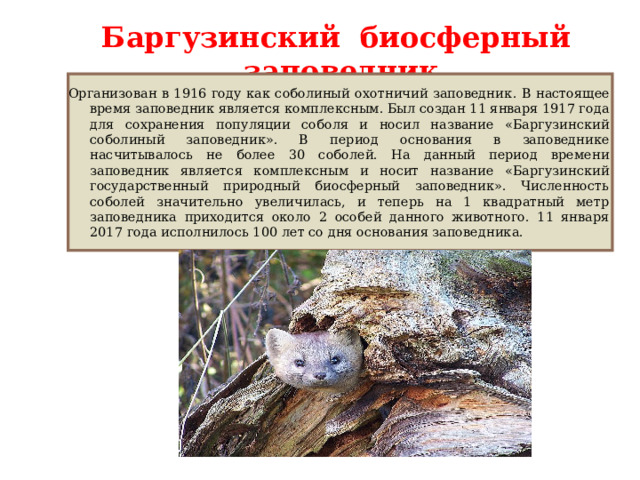 Баргузинский биосферный заповедник Организован в 1916 году как соболиный охотничий заповедник . В настоящее время заповедник является комплексным. Был создан 11 января 1917 года для сохранения популяции соболя и носил название «Баргузинский соболиный заповедник». В период основания в заповеднике насчитывалось не более 30 соболей. На данный период времени заповедник является комплексным и носит название «Баргузинский государственный природный биосферный заповедник». Численность соболей значительно увеличилась, и теперь на 1 квадратный метр заповедника приходится около 2 особей данного животного. 11 января 2017 года исполнилось 100 лет со дня основания заповедника. 