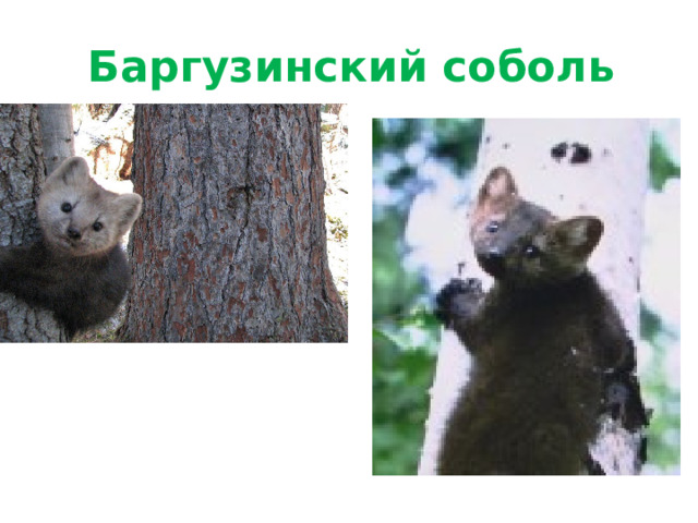 Баргузинский соболь 