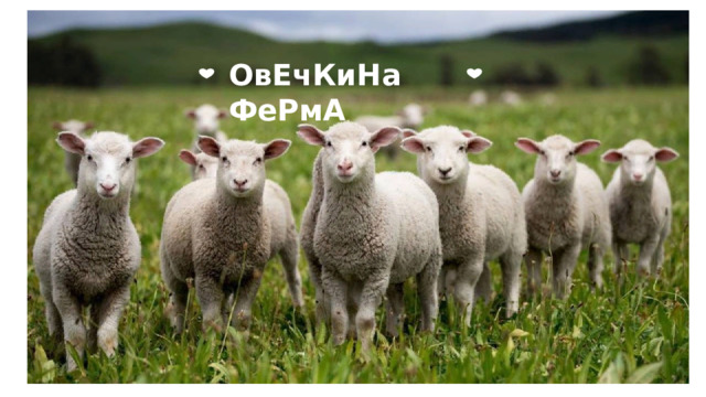 ОвЕчКиНа ФеРмА 