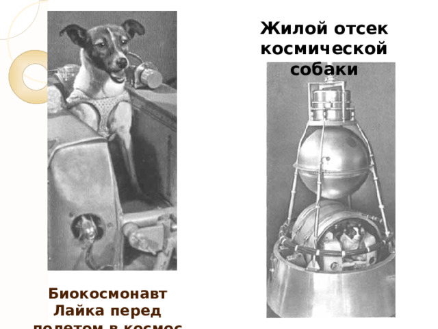 Жилой отсек космической собаки Биокосмонавт Лайка перед полетом в космос 