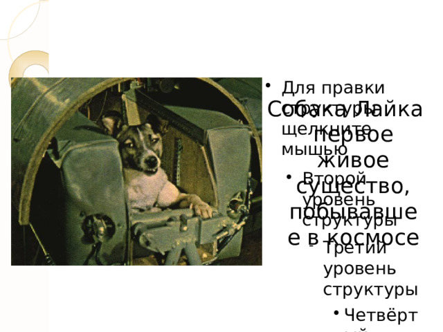 Собака Лайка первое живое существо, побывавшее в космосе 