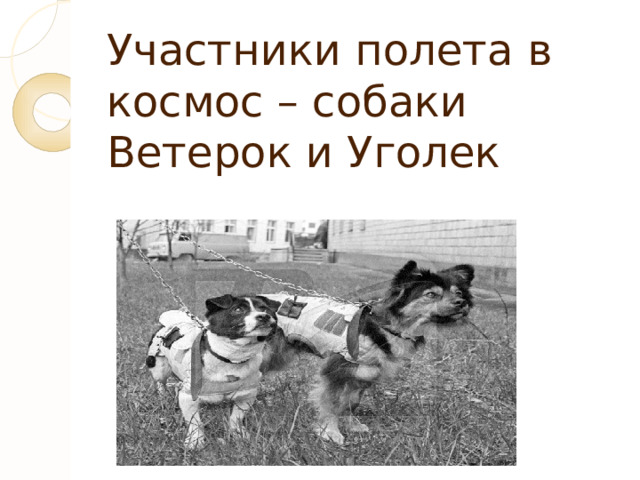 Участники полета в космос – собаки Ветерок и Уголек 