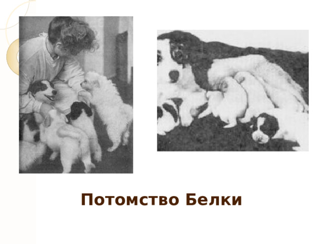 Потомство Белки 