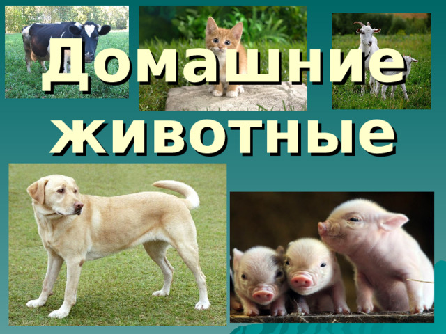 Домашние животные 
