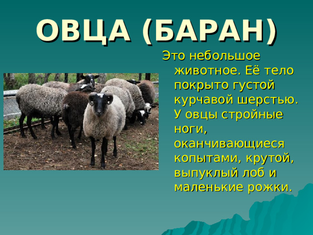 ОВЦА (БАРАН) Это небольшое животное. Её тело покрыто густой курчавой шерстью. У овцы стройные ноги, оканчивающиеся копытами, крутой, выпуклый лоб и маленькие рожки. 