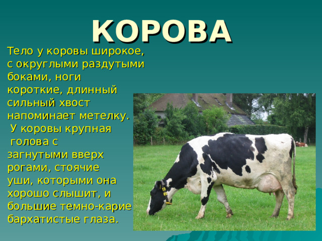 КОРОВА Тело у коровы широкое, с округлыми раздутыми боками, ноги короткие, длинный сильный хвост напоминает метелку.  У коровы крупная  голова с загнутыми вверх рогами, стоячие уши, которыми она хорошо слышит, и большие темно-карие бархатистые глаза.  