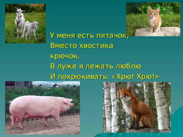 У меня есть пятачок, Вместо хвостика крючок, В луже я лежать люблю И похрюкивать: «Хрю! Хрю!» 