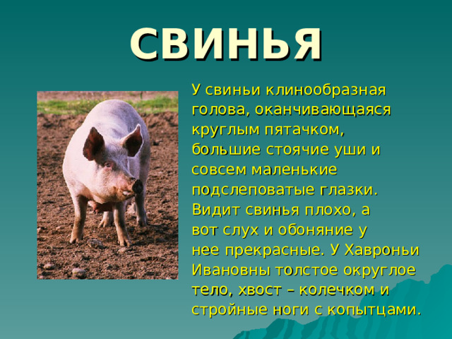 СВИНЬЯ У свиньи клинообразная голова, оканчивающаяся круглым пятачком, большие стоячие уши и совсем маленькие подслеповатые глазки. Видит свинья плохо, а вот слух и обоняние у нее прекрасные. У Хавроньи Ивановны толстое округлое тело, хвост – колечком и стройные ноги с копытцами. 