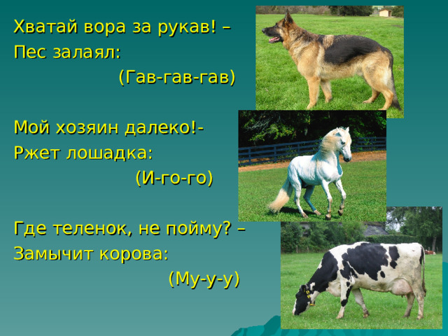 Хватай вора за рукав! – Пес залаял:  (Гав-гав-гав) Мой хозяин далеко!- Ржет лошадка:  (И-го-го) Где теленок, не пойму? – Замычит корова:  (Му-у-у) 