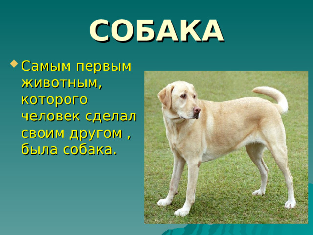 СОБАКА Самым первым животным, которого человек сделал своим другом , была собака. 