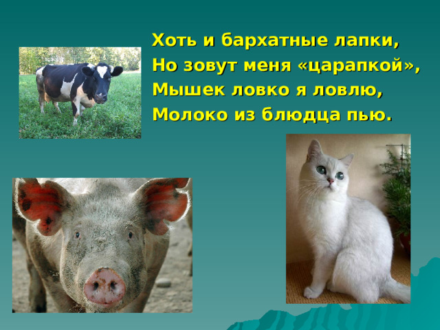 Хоть и бархатные лапки, Но зовут меня «царапкой», Мышек ловко я ловлю, Молоко из блюдца пью. 