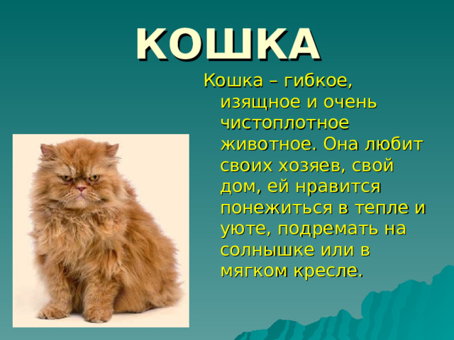 КОШКА Кошка – гибкое, изящное и очень чистоплотное животное. Она любит своих хозяев, свой дом, ей нравится понежиться в тепле и уюте, подремать на солнышке или в мягком кресле. 