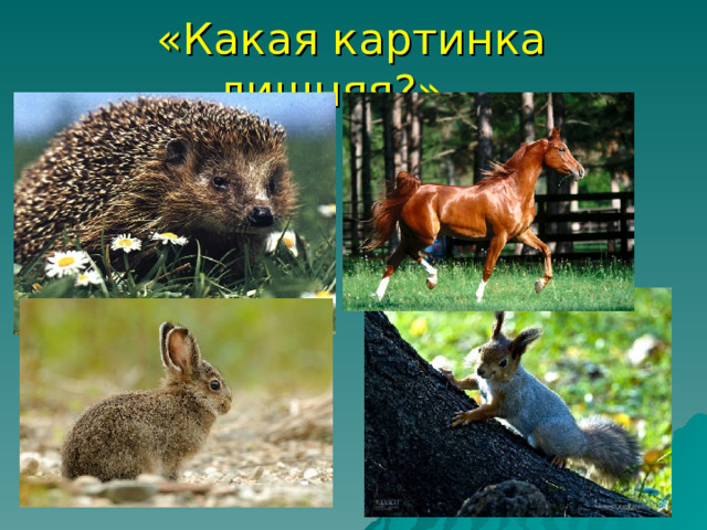  «Какая картинка лишняя?» 