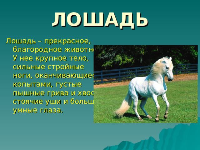 ЛОШАДЬ Лошадь – прекрасное, благородное животное. У нее крупное тело, сильные стройные ноги, оканчивающиеся копытами, густые пышные грива и хвост, стоячие уши и большие умные глаза. 