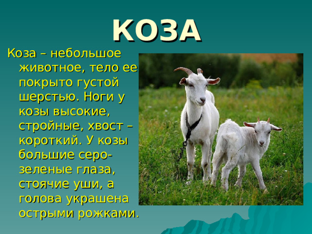 КОЗА Коза – небольшое животное, тело ее покрыто густой шерстью. Ноги у козы высокие, стройные, хвост – короткий. У козы большие серо-зеленые глаза, стоячие уши, а голова украшена острыми рожками. 