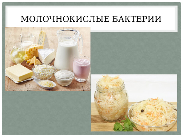 Молочнокислые бактерии 