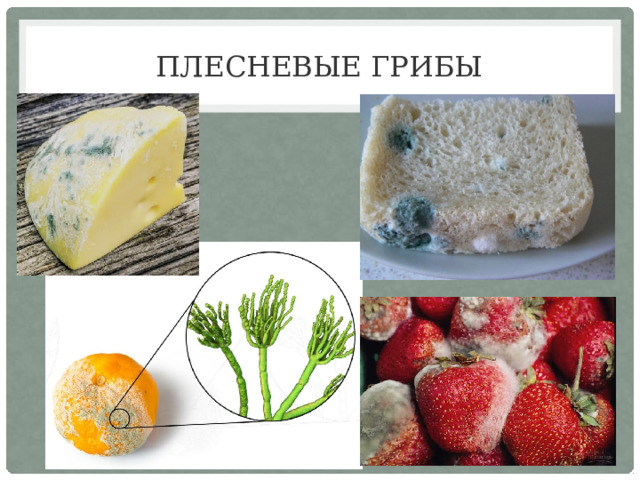 Плесневые грибы 