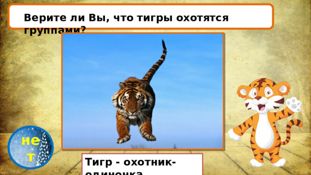 Верите ли Вы, что тигры охотятся группами? проверка нет Тигр - охотник-одиночка. 