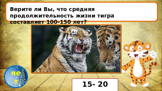Верите ли Вы, что средняя продолжительность жизни тигра составляет 100-150 лет? проверка нет 15- 20 лет. 