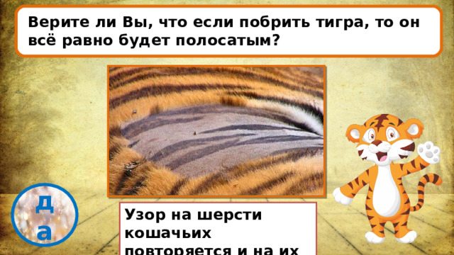 Верите ли Вы, что если побрить тигра, то он всё равно будет полосатым? проверка да Узор на шерсти кошачьих повторяется и на их коже. 