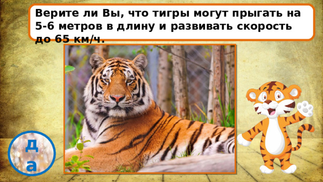 Верите ли Вы, что тигры могут прыгать на 5-6 метров в длину и развивать скорость до 65 км/ч. проверка да 