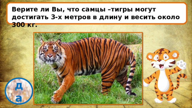 Верите ли Вы, что самцы –тигры могут достигать 3-х метров в длину и весить около 300 кг. проверка да 