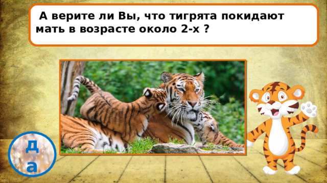  А верите ли Вы, что тигрята покидают мать в возрасте около 2-х ? проверка да 