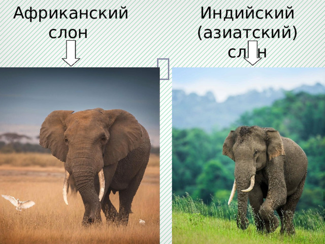 Африканский слон Индийский (азиатский) слон 