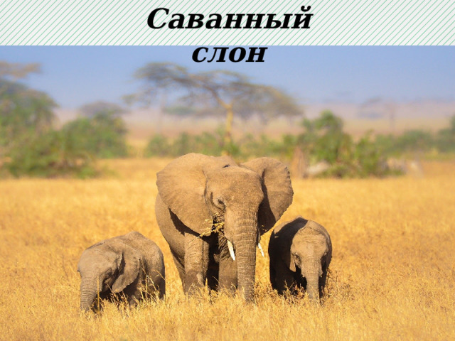 Саванный слон 