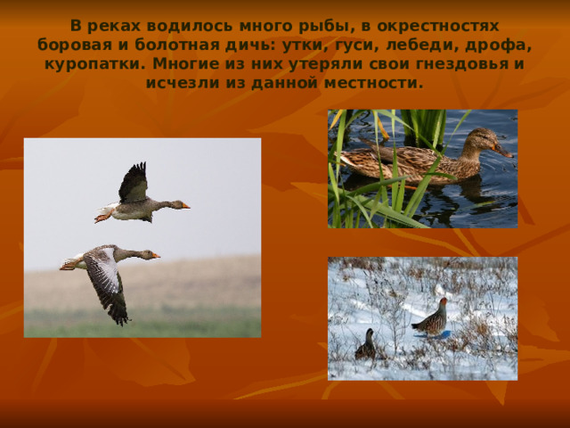 В реках водилось много рыбы, в окрестностях боровая и болотная дичь: утки, гуси, лебеди, дрофа, куропатки. Многие из них утеряли свои гнездовья и исчезли из данной местности. 