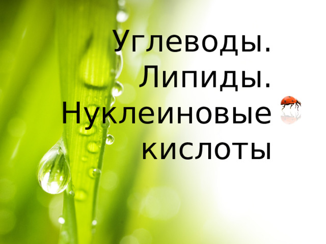 Углеводы. Липиды.  Нуклеиновые кислоты 