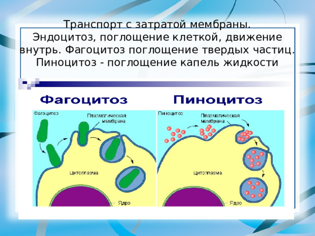 Транспорт с затратой мембраны.  Эндоцитоз, поглощение клеткой, движение внутрь. Фагоцитоз поглощение твердых частиц. Пиноцитоз - поглощение капель жидкости 