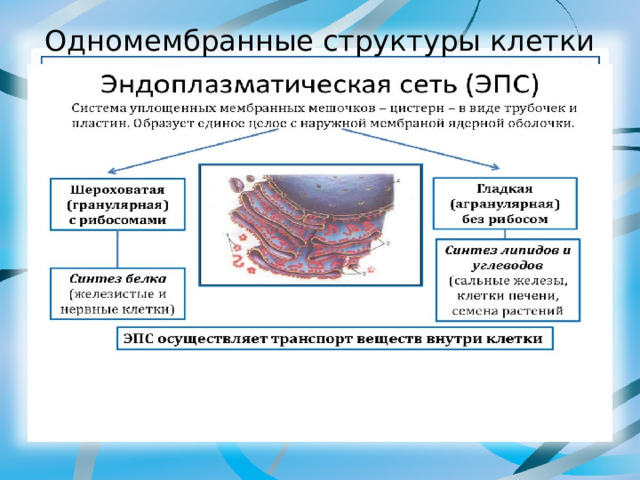 Одномембранные структуры клетки 