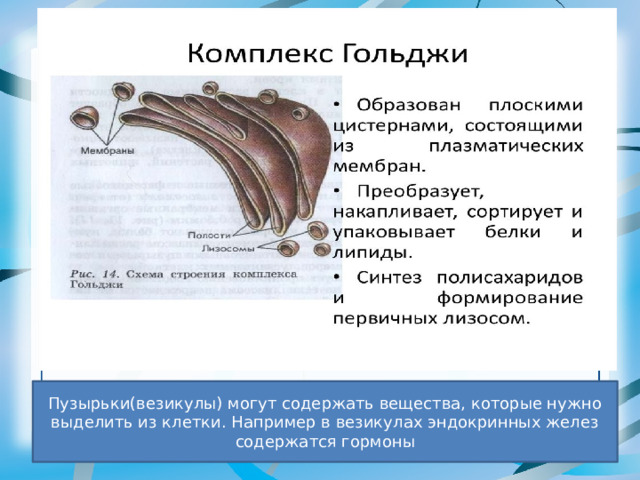 Пузырьки(везикулы) могут содержать вещества, которые нужно выделить из клетки. Например в везикулах эндокринных желез содержатся гормоны 