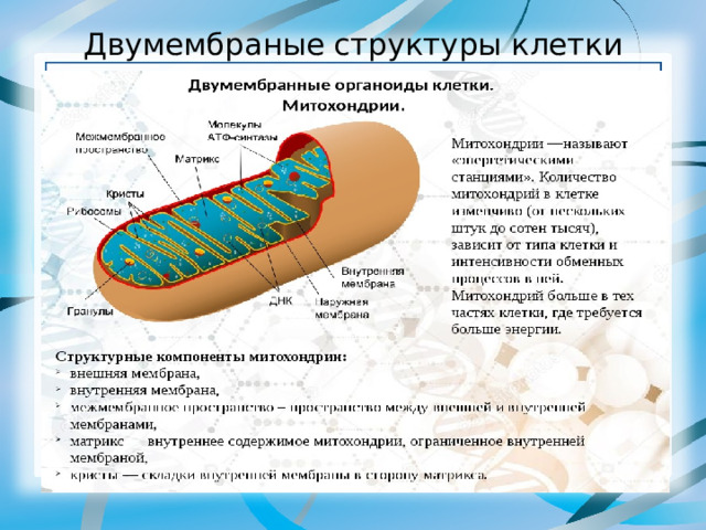 Двумембраные структуры клетки 