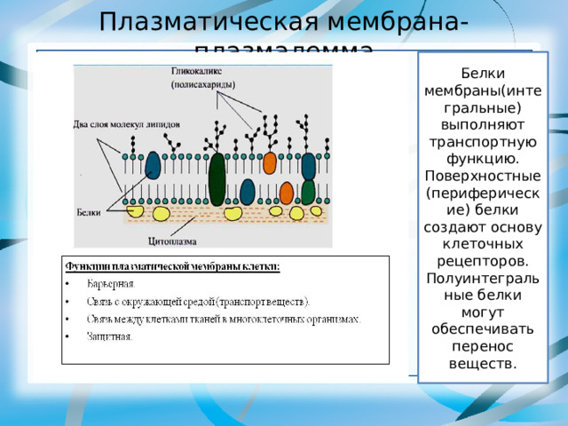 Плазматическая мембрана-плазмалемма Белки мембраны(интегральные) выполняют транспортную функцию. Поверхностные (периферические) белки создают основу клеточных рецепторов. Полуинтегральные белки могут обеспечивать перенос веществ. 