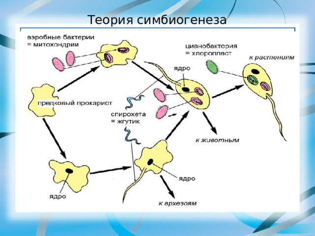 Теория симбиогенеза 