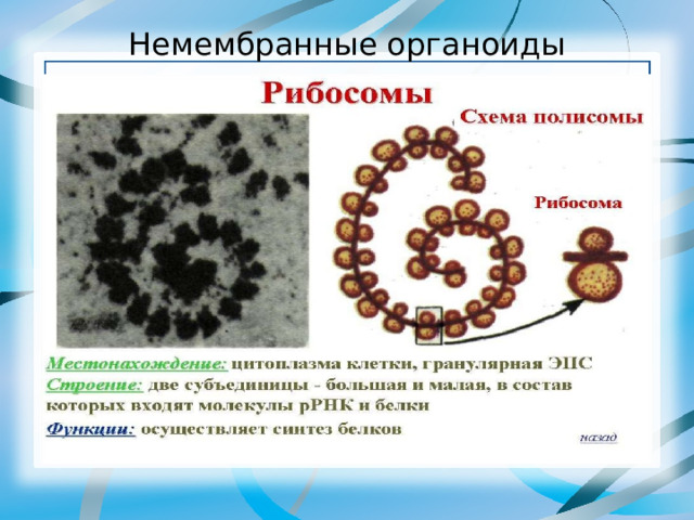 Немембранные органоиды 