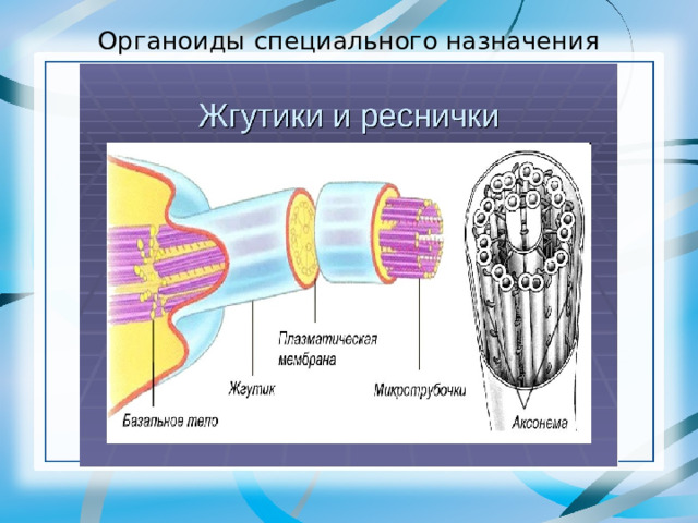 Органоиды специального назначения 