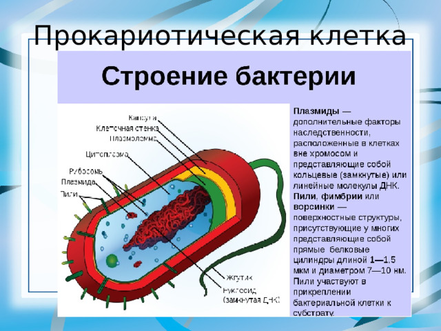 Прокариотическая клетка 