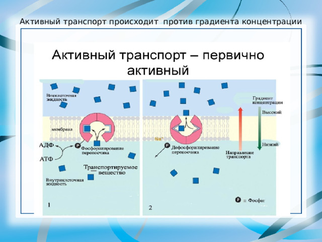 Активный транспорт происходит против градиента концентрации 