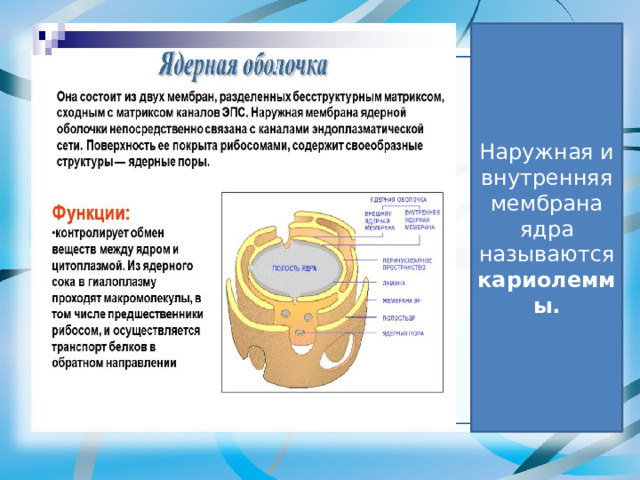 Наружная и внутренняя мембрана ядра называются кариолеммы. 