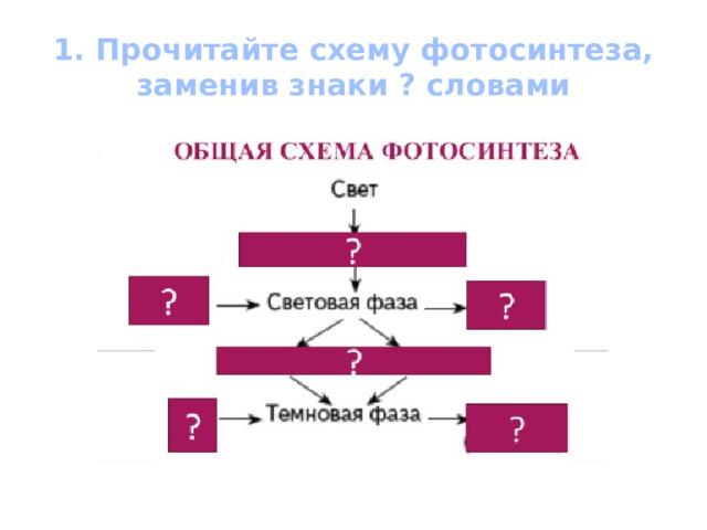 1. Прочитайте схему фотосинтеза, заменив знаки ? словами 