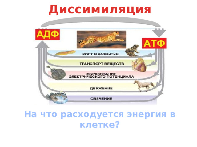 Диссимиляция На что расходуется энергия в клетке? 