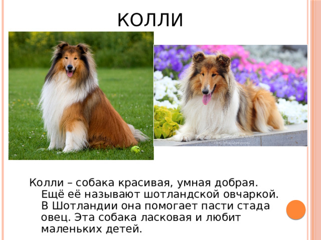 КОЛЛИ Колли – собака красивая, умная добрая. Ещё её называют шотландской овчаркой. В Шотландии она помогает пасти стада овец. Эта собака ласковая и любит маленьких детей. 