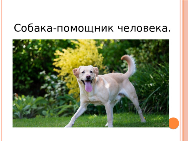 Собака-помощник человека. 