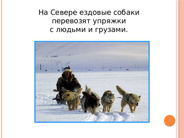 На Севере ездовые собаки перевозят упряжки с людьми и грузами. 