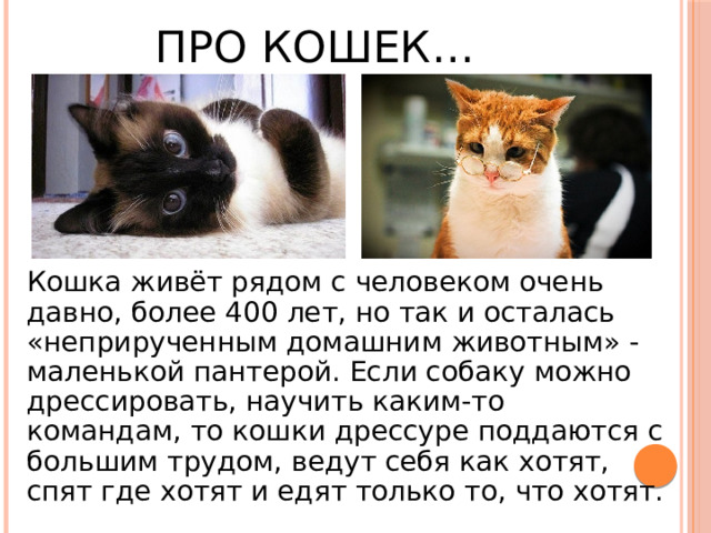 ПРО КОШЕК… Кошка живёт рядом с человеком очень давно, более 400 лет, но так и осталась «неприрученным домашним животным» - маленькой пантерой. Если собаку можно дрессировать, научить каким-то командам, то кошки дрессуре поддаются с большим трудом, ведут себя как хотят, спят где хотят и едят только то, что хотят. 
