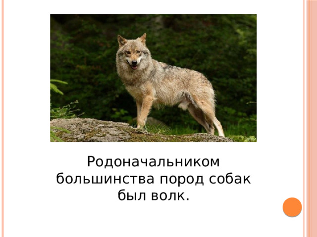 Родоначальником большинства пород собак был волк. 